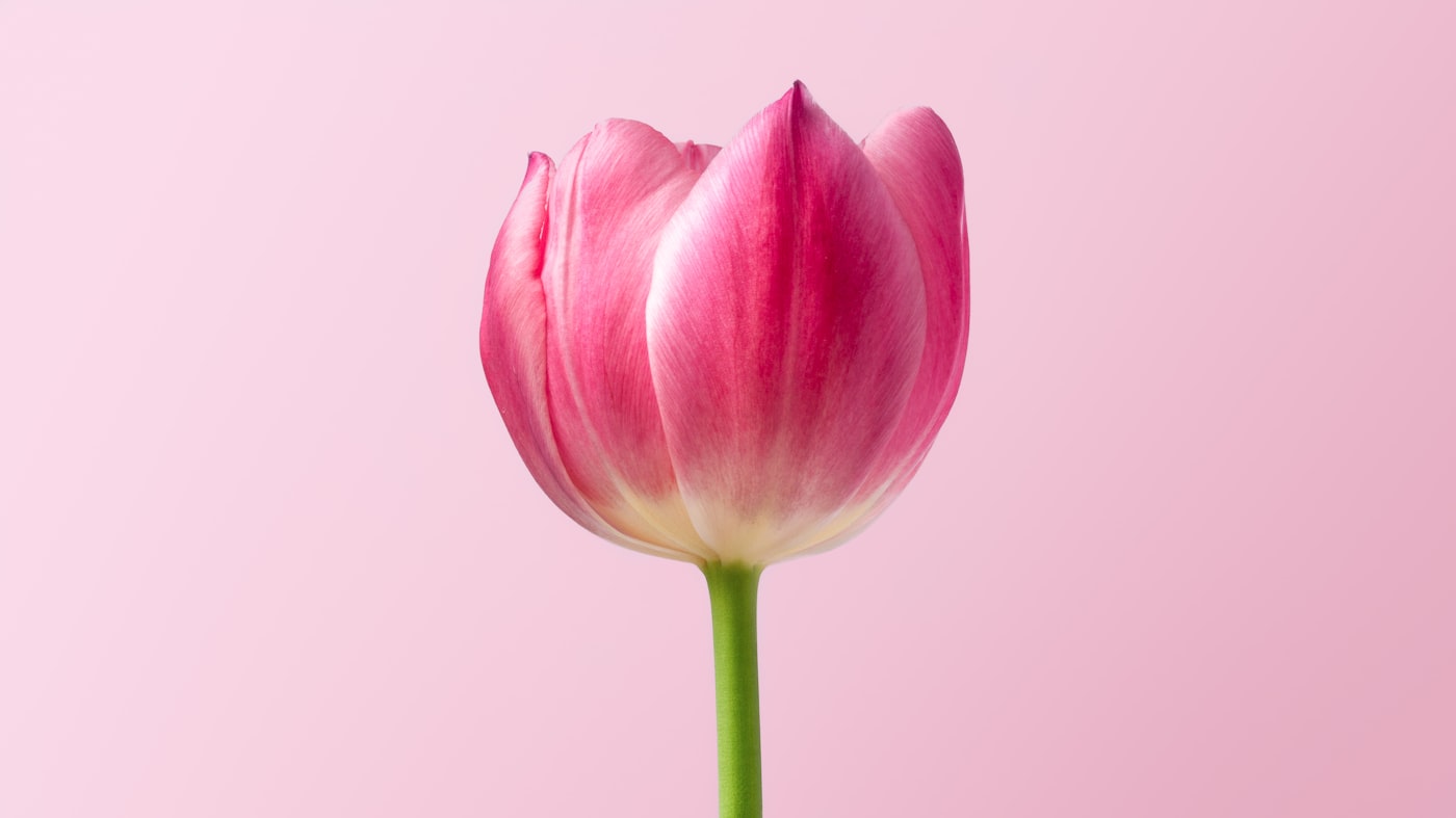 Abraham Bloemen en Planten
